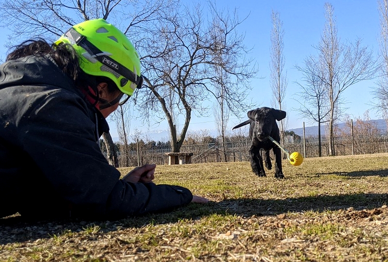 Društvo enota reševalnih psov severna primorska vodilna slika